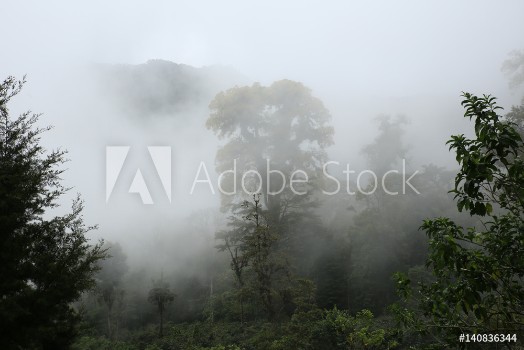 Picture of Cloud Forest of Boquete Panama
